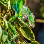 chameleon, panther chameleon, furcifer pardalis-384957.jpg